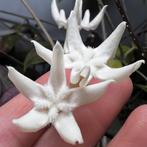 Hoya versteegii, Overige soorten, In pot, Minder dan 100 cm, Bloeiende kamerplant