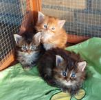 Nestje maine coons, vanaf nu te bezichtigen, Dieren en Toebehoren, Katten en Kittens | Raskatten | Langhaar, Meerdere dieren, Gechipt
