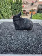Kleurdwerg zwarte voedster, Dieren en Toebehoren, Vrouwelijk, Dwerg