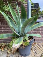 Grote winterharde Agave americana, Volle zon, Vaste plant, Bloeit niet, Ophalen