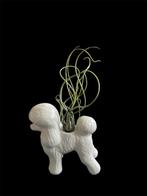 Airpoodle - Tillandsia Butzii in Poedelbeeldje, Huis en Inrichting, Kamerplanten, Ophalen of Verzenden, Halfschaduw