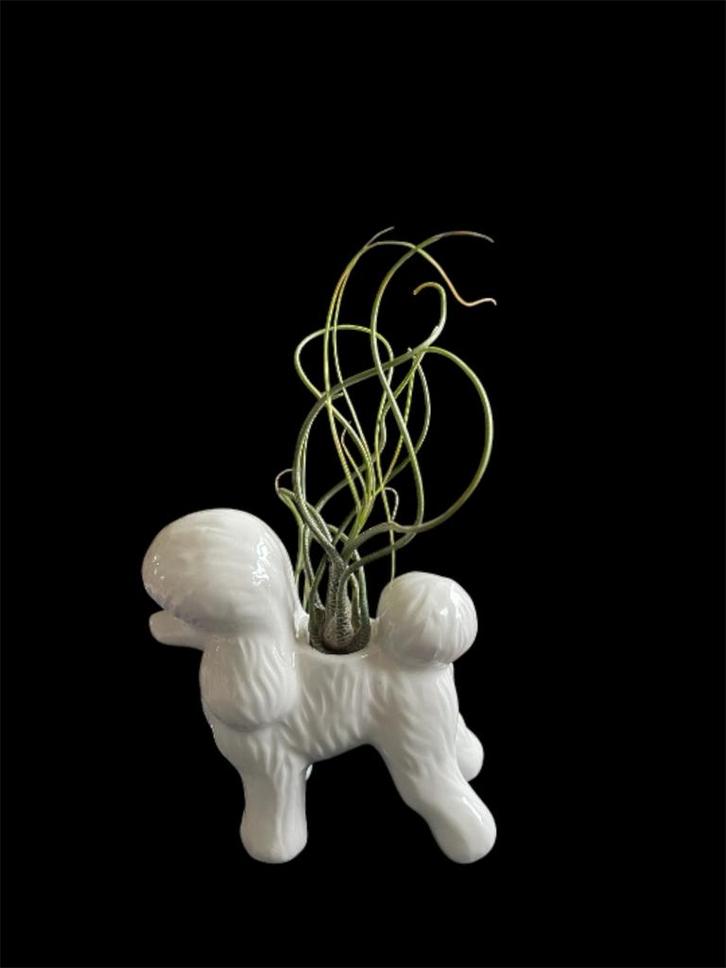 Airpoodle - Tillandsia Butzii in Poedelbeeldje, Huis en Inrichting, Kamerplanten, Halfschaduw, Ophalen of Verzenden