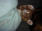 nog 1 lieve rode kitten katertje cypers rood-wit mannetje, Dieren en Toebehoren, Katten en Kittens | Overige Katten, Kater, Kortharig