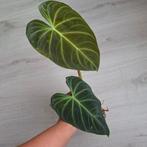 Philodendron Splendid stekjes, Ophalen of Verzenden, Overige soorten, Minder dan 100 cm