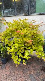Groot assortiment  aan japanse esdoorns, Tuin en Terras, Planten | Tuinplanten, Ophalen, Zomer, Overige soorten, Volle zon