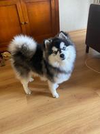 Pomsky F2 Dekreu (Husky / Pomeranian), Dieren en Toebehoren, Honden | Dekreuen, Rabiës (hondsdolheid), Reu, 1 tot 2 jaar, Eén hond