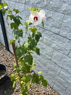Hibiscus struik, plant 160 cm hoog vol met bloemknoppen, Tuin en Terras, Planten | Struiken en Hagen, Ophalen of Verzenden, Struik