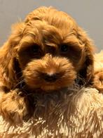 Super knappe mini Maltipoo pups! Geschikt bij allergie, Poedel, Nederland, CDV (hondenziekte), 8 tot 15 weken