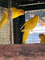 Jonge gele Kakariki s, Meerdere dieren, Parkiet, Geringd