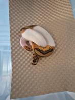 Clown pied ( leo), Dieren en Toebehoren, Slang