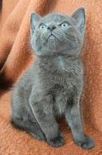 Lieve kittens, bijna 9 weekjes. Blauw katertje, Dieren en Toebehoren, Katten en Kittens | Raskatten | Korthaar, Meerdere dieren