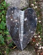 Orthoceras fossiel hartvorm, Verzamelen, Mineralen en Fossielen, Ophalen of Verzenden, Fossiel