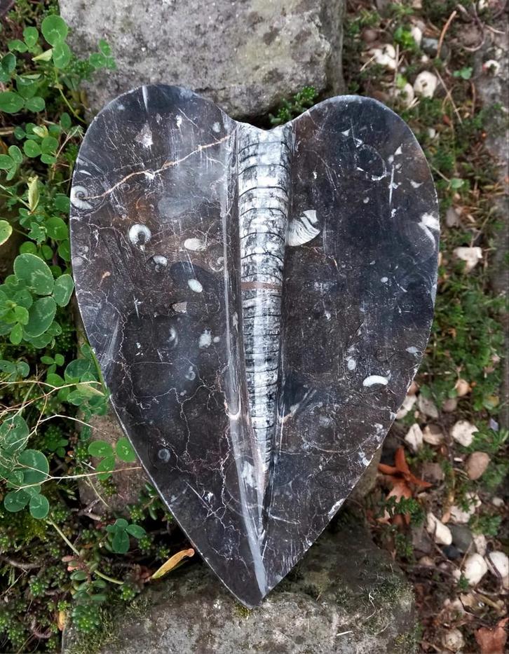 Orthoceras fossiel hartvorm, Verzamelen, Mineralen en Fossielen, Fossiel, Ophalen of Verzenden