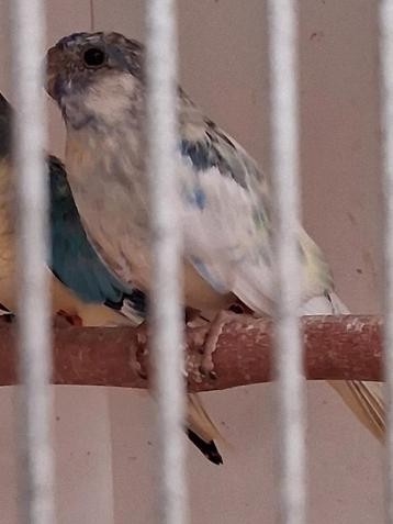 Gevraagd  splendits in deze klueren beschikbaar voor biedingen