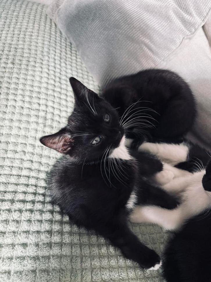 Kittens te koop, Dieren en Toebehoren, Katten en Kittens | Overige Katten, Meerdere dieren