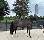 Chique 3-jarige zwartbruine merrie, Dieren en Toebehoren, Paarden, Merrie, Minder dan 160 cm, Gechipt, Dressuurpaard