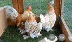 Te koop 1 mooi okerwit gepareld sabelpoot haan, Dieren en Toebehoren, Pluimvee, Mannelijk, Kip