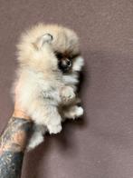 Mini Pomeriaan, 8 tot 15 weken, Buitenland, Parvo, Eén hond