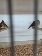 Barm sijsjes, Dieren en Toebehoren, Meerdere dieren