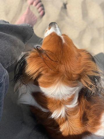 Oppas gezocht rustig en lief hondje 3 weken zomer Voorburg beschikbaar voor biedingen