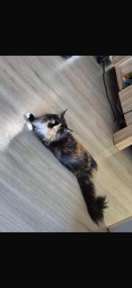 Maine Coon vrouwtje, Dieren en Toebehoren, Katten en Kittens | Raskatten | Langhaar, Poes