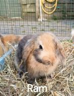 Jonge konijntjes, Dieren en Toebehoren, Konijnen, Meerdere dieren, Dwerg, Hangoor, 0 tot 2 jaar