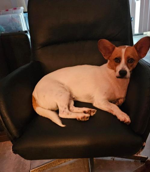 Super lief aanhankelijk reutje zoekt een lieve  familie, Dieren en Toebehoren, Honden | Niet-rashonden, Middel, Reu, Particulier