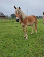 Haflinger / haflingers te koop, Meerdere dieren, 0 tot 2 jaar
