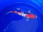 Japanse koi 35-40cm (Marusei Hirasawa), Karper of Koi