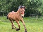 Hengstveulen d/e pony, Dieren en Toebehoren, Pony's, Hengst, Recreatiepony, 0 tot 2 jaar