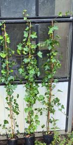 Ierse Klimop | Hedera hibernica, Ophalen, Overige soorten, 100 tot 250 cm