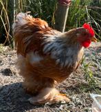 Cochin kriel haantje geboren 18-4 2025, Dieren en Toebehoren, Pluimvee, Mannelijk, Kip