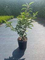 Portugese Laurier (Prunus Lusitanica Angustifolia), Ophalen, Laurier, Haag, Minder dan 100 cm