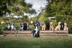 prachtig particulier nestje labradoodles, Dieren en Toebehoren, België, Particulier, 8 tot 15 weken, Meerdere