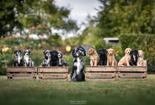 prachtig particulier nestje labradoodles, Dieren en Toebehoren, Honden | Retrievers, Spaniëls en Waterhonden, Meerdere dieren