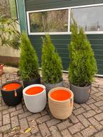 Thuja smaragd leuk als kerstboom, Tuin en Terras, Planten | Bomen, Ophalen, Bloeit niet, Halfschaduw, Overige soorten