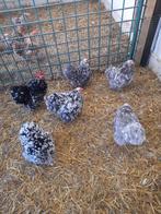 Cochin gepareld, Dieren en Toebehoren, Pluimvee, Mannelijk, Kip