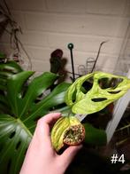 Monstera Adansonii Aurea, Huis en Inrichting, Ophalen of Verzenden, Overige soorten, Minder dan 100 cm
