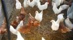 Leghorn kippen en Barnevelder kippen., Dieren en Toebehoren, Pluimvee, Vrouwelijk, Kip