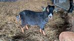 Mooie blauwschimmel, Dieren en Toebehoren, Schapen, Geiten en Varkens, Mannelijk, Geit
