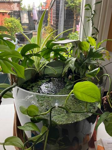 Aquarium planten stek voor buiten de bak beschikbaar voor biedingen