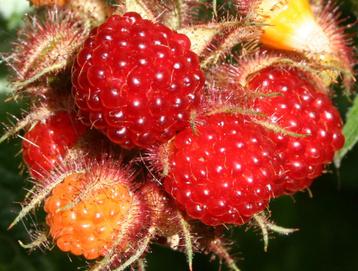 Rubus phoenicolasius – Japanse wijnbes Bio (NOG 1) beschikbaar voor biedingen