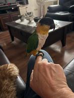 Zwartkop caique super tam, Dieren en Toebehoren, Geslacht onbekend, Papegaai, Tam