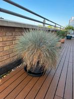 Buitenplant, Ophalen, Overige soorten