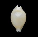 Schelpen: Cypraea mauiensis 12,1mm (Gem) Hawaï, Ophalen of Verzenden, Schelp(en)