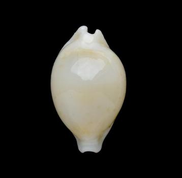 Schelpen: Cypraea mauiensis 12,1mm (Gem) Hawaï beschikbaar voor biedingen