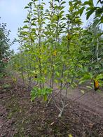 Meerstammige Magnolia soulangeana te koop., Ophalen, Halfschaduw, Overige soorten, Lente