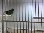 3 kleur Papagaai amadine, Dieren en Toebehoren, Vogels | Overige Vogels, Geslacht onbekend, Tropenvogel