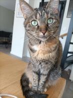 Bibi zoekt een nieuw thuis., Dieren en Toebehoren, Katten en Kittens | Overige Katten, Poes