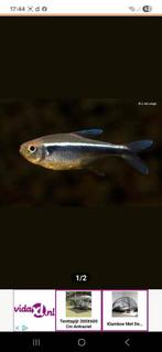 Zwarte neon tetra., Dieren en Toebehoren, Vis